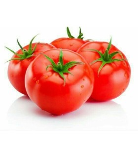گوجه فرنگی