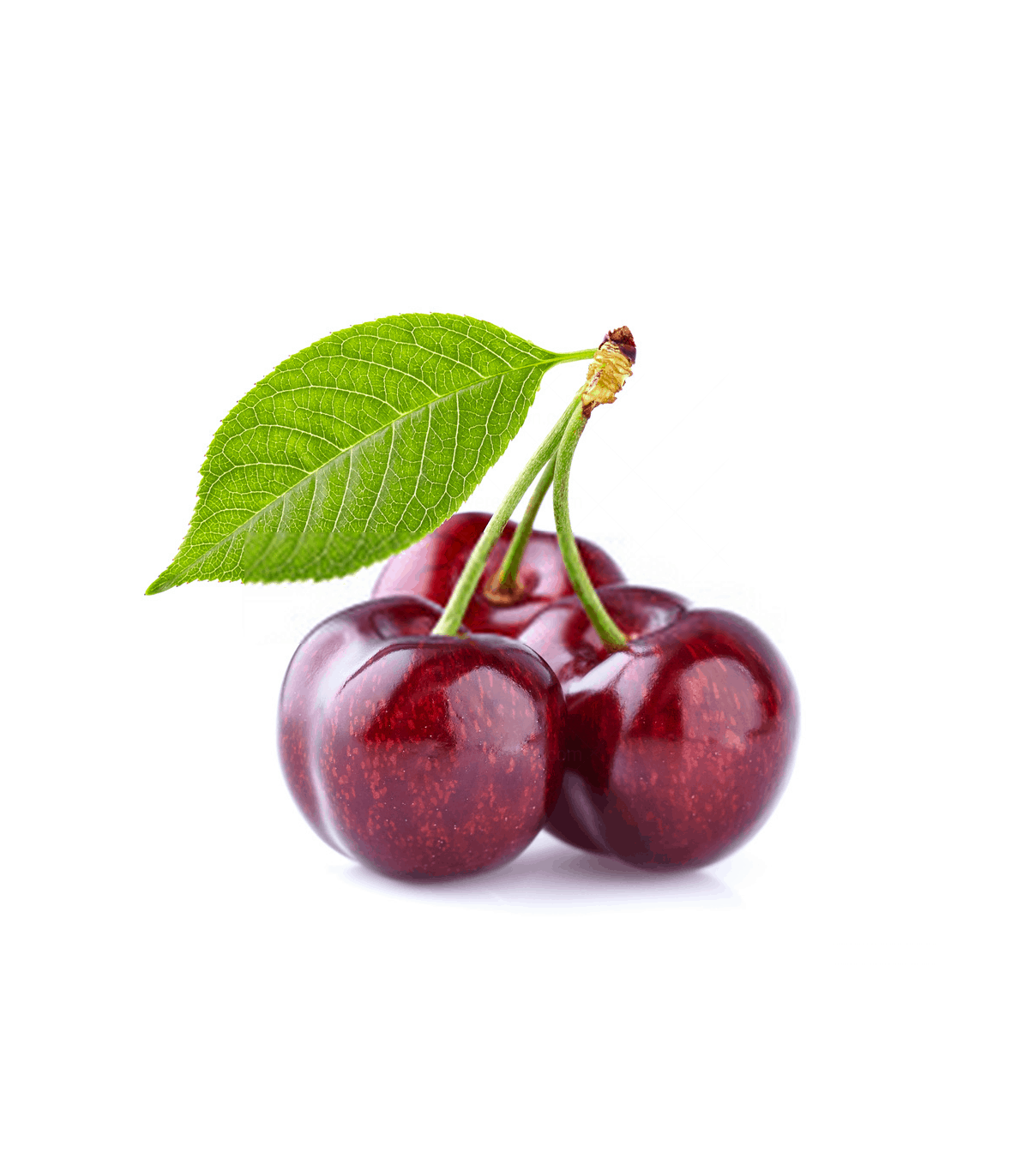 گیلاس