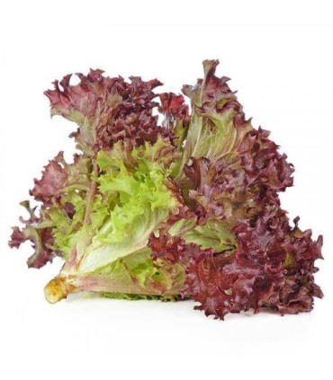 کاهو فرانسوی