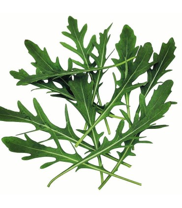 روکولا  ( 500 گرم )