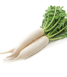 ترب سفید یک کیلوگرم