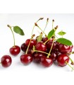 آلبالو رسمی 3 کیلویی